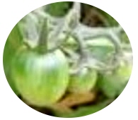 �m�N���b�N�Ŋg��n